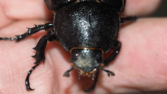Xylotrupes