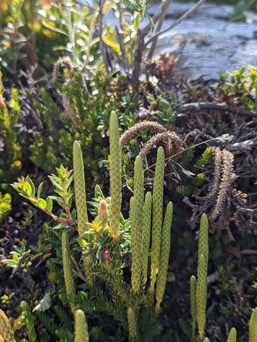 Image of Austrolycopodium magellanicum by (c) My-Lan Le, some rights reserved (CC BY)