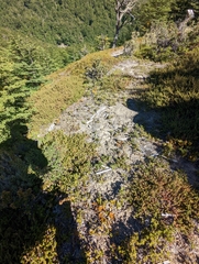 Austrolycopodium magellanicum