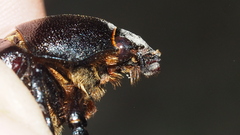 Xylotrupes