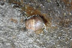 Tectarius striatus