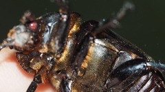 Xylotrupes
