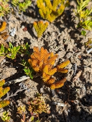 Austrolycopodium magellanicum