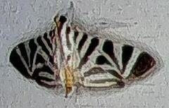 Spilomela