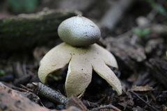Geastrum hieronymi