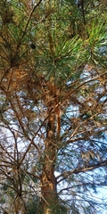 Pinus sylvestris