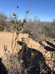 Eriogonum fasciculatum