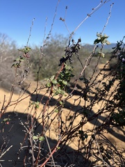 Eriogonum fasciculatum