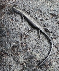 Cryptoblepharus ater