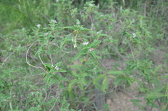Lippia junelliana