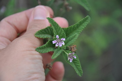 Lippia junelliana