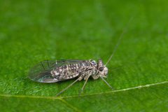 Mesopsocus laticeps