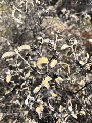 Buddleja marrubiifolia