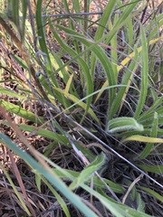 Echinacea tennesseensis