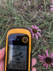 Echinacea tennesseensis