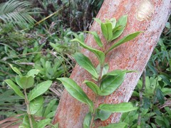 Myrtaceae