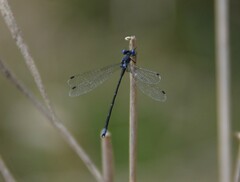 Lestes