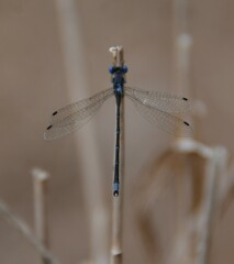 Lestes
