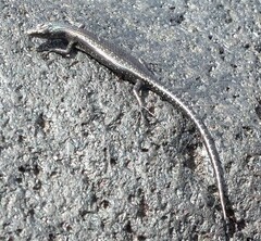 Cryptoblepharus ater