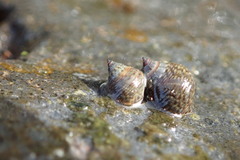 Tectarius striatus