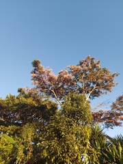 Lonchocarpus