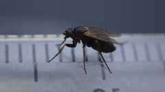 Phorinae