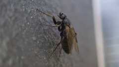 Phorinae