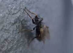 Phorinae