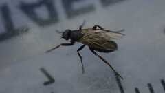 Phorinae