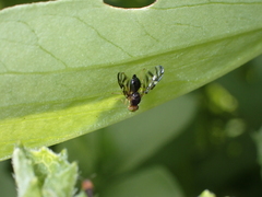 Euleia separata