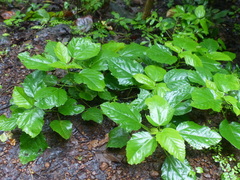 Baliospermum solanifolium