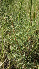 Suaeda calceoliformis