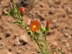 Sphaeralcea grossulariifolia