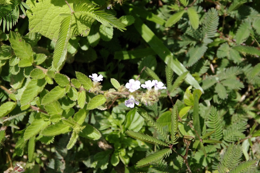 Melochia savannarum