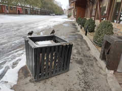 Acridotheres tristis