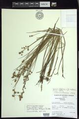 Juncus × nodosiformis