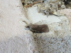 Acrolophinae