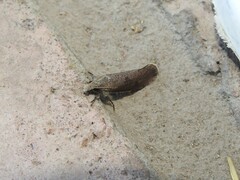 Acrolophinae
