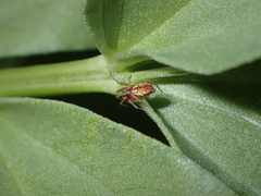 Nigma puella