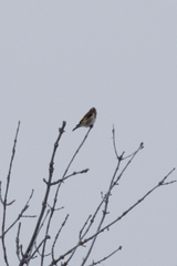Carduelis carduelis