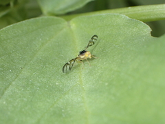Euleia separata