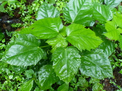 Baliospermum solanifolium