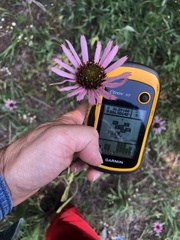 Echinacea tennesseensis