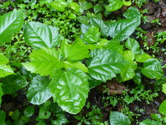 Baliospermum solanifolium