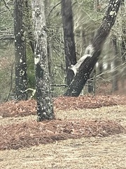 Sciurus niger shermani