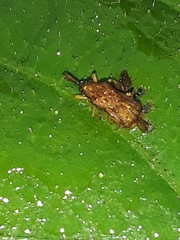 Baliosus vittaticollis