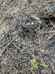 Lactarius deliciosus