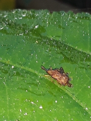 Baliosus vittaticollis