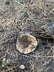 Lactarius deliciosus