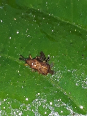 Baliosus vittaticollis